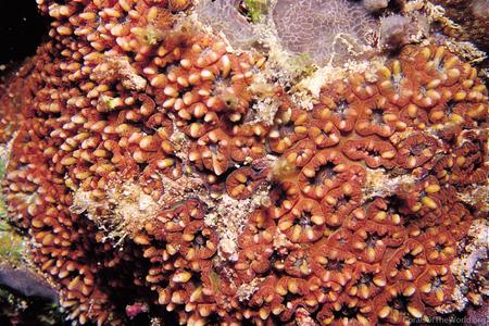 CotW: Blastomussa merleti