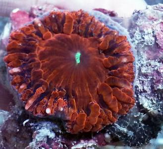 CotW: Blastomussa vivida