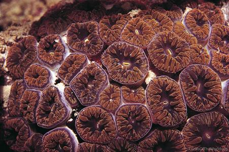 Blastomussa wellsi