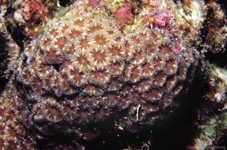 CotW preview: Blastomussa wellsi
