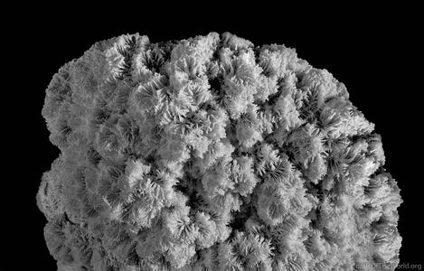 Boninastrea boninensis