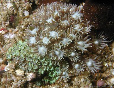 Calathiscus tantillus