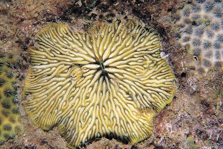 Cantharellus jebbi