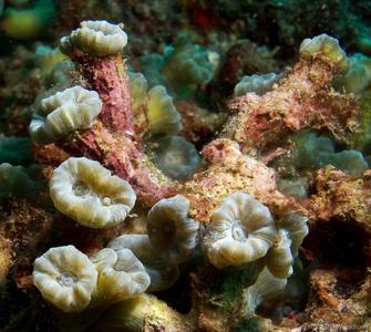 CotW: Caulastrea curvata