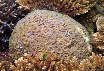 CotW preview: Caulastrea echinulata