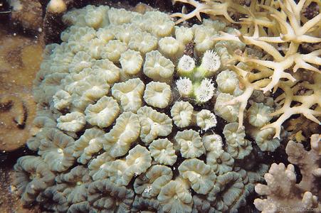 CotW: Caulastrea echinulata