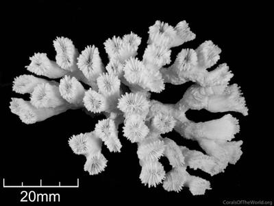 CotW: Caulastrea echinulata