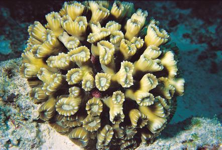 CotW: Caulastrea furcata