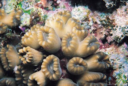 CotW: Caulastrea tumida