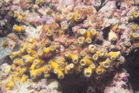 CotW preview: Cladocora arbuscula