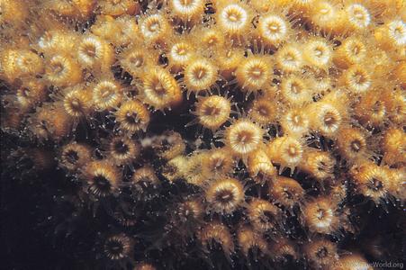 CotW: Cladocora caespitosa