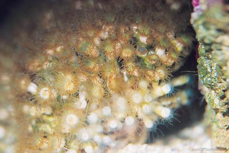 CotW: Cladocora caespitosa
