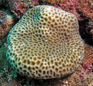 CotW: Coeloseris mayeri