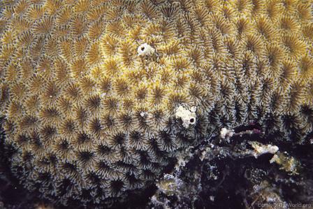 CotW: Coeloseris mayeri