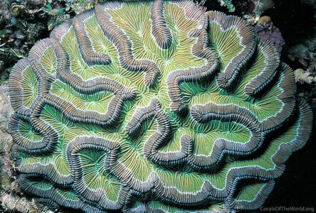 CotW: Colpophyllia natans