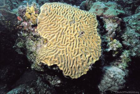 CotW: Colpophyllia natans