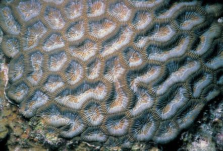 CotW: Colpophyllia natans