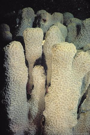 Coscinaraea exesa
