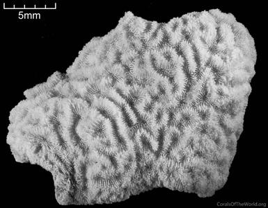 CotW preview: Coscinaraea hahazimaensis