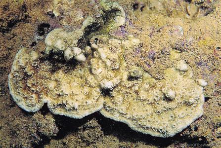 CotW preview: Coscinaraea wellsi