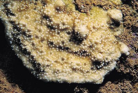 CotW: Coscinaraea wellsi