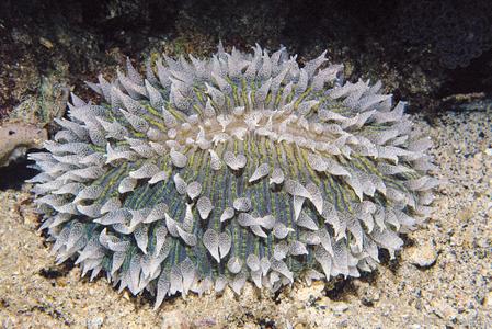 CotW: Ctenactis albitentaculata