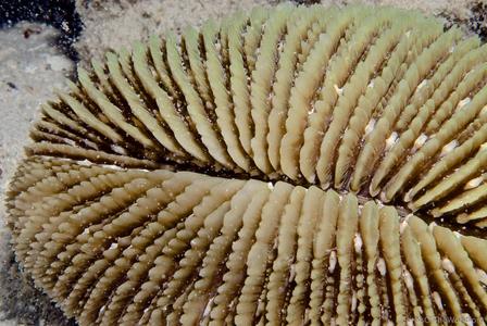 CotW: Ctenactis albitentaculata