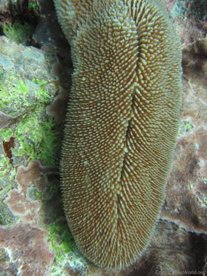 CotW: Ctenactis crassa