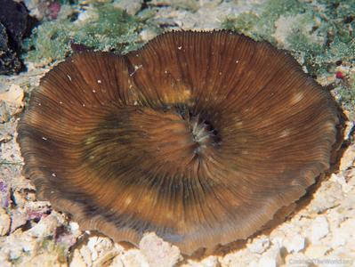 Cycloseris colini