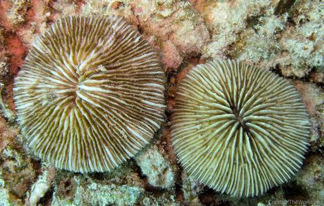 CotW: Cycloseris costulata