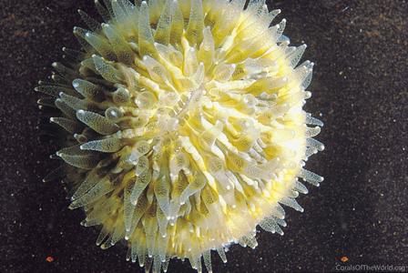 CotW: Cycloseris cyclolites