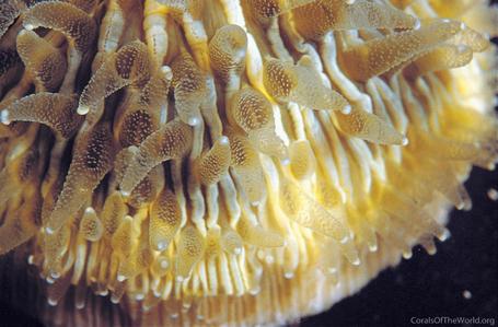 CotW: Cycloseris cyclolites