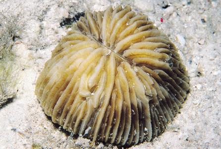 CotW: Cycloseris cyclolites