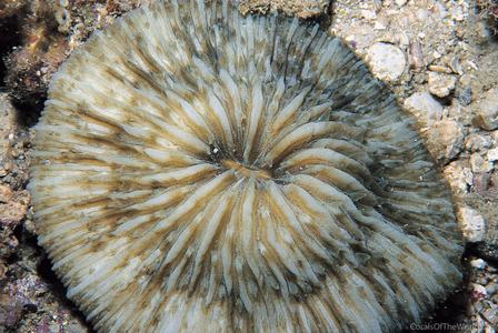 CotW preview: Cycloseris erosa