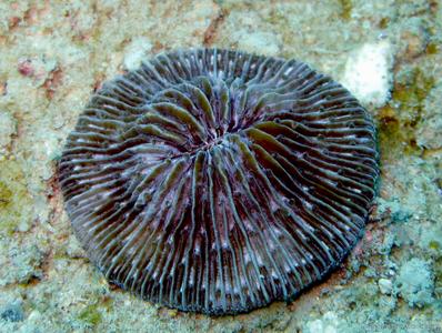 CotW: Cycloseris erosa