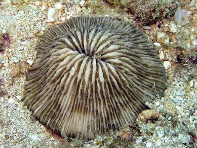 CotW: Cycloseris erosa