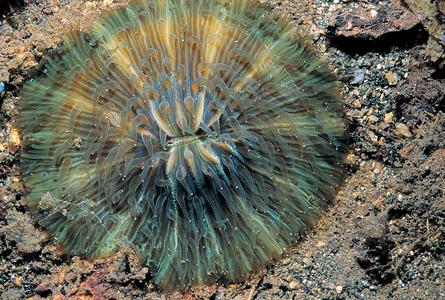 CotW: Cycloseris hexagonalis