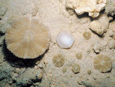 CotW: Cycloseris hexagonalis