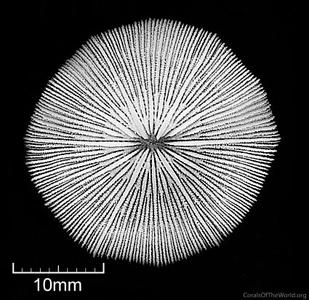 CotW: Cycloseris hexagonalis
