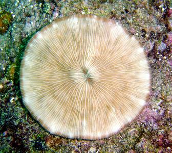 CotW: Cycloseris sinensis