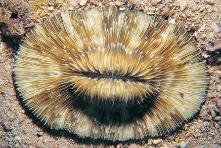 CotW: Cycloseris somervillei