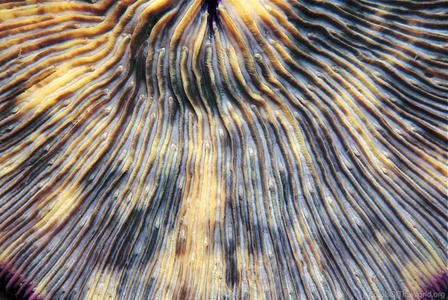 CotW: Cycloseris somervillei