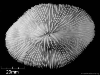 CotW: Cycloseris somervillei