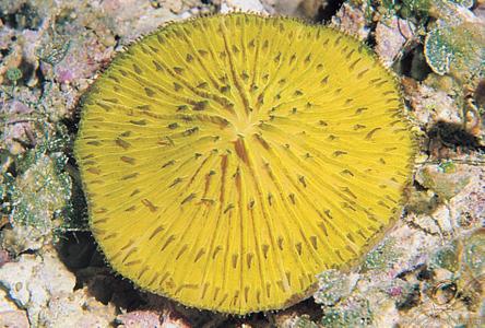 CotW preview: Cycloseris tenuis