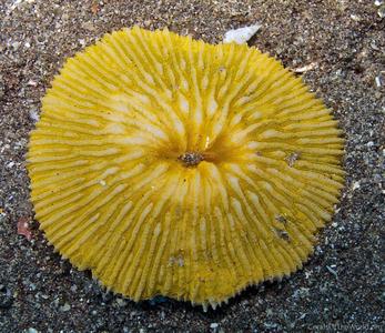 CotW preview: Cycloseris tenuis