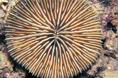 Cycloseris vaughani