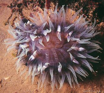 CotW: Cynarina lacrymalis