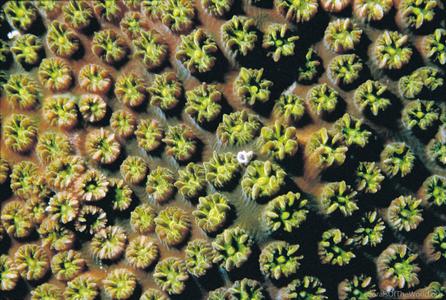 Cyphastrea agassizi