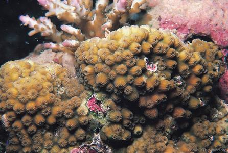CotW: Cyphastrea chalcidicum