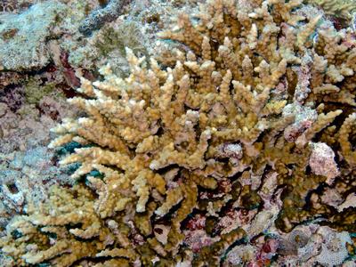 CotW: Cyphastrea decadia